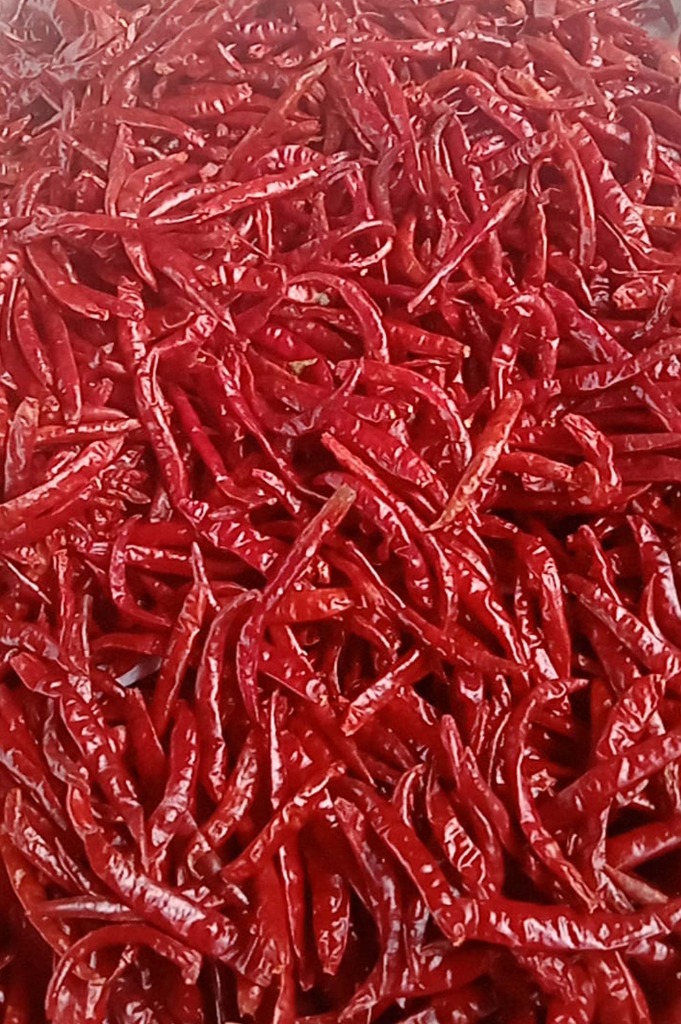 S17 Teja Stemless Dry Red Chilli